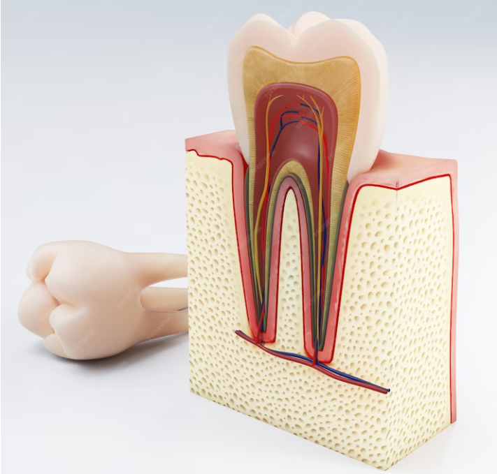 Root Canal Therapy What Is It & When Is It Needed | Med Turkish